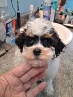 Cooter, a male Poodle - Toy  for sale in Haleyville, AL – 2 of 4