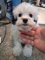 Scooter, a male Poodle - Toy  for sale in Haleyville, AL – 4 of 6