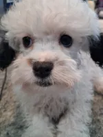 Scooter, a male Poodle - Toy  for sale in Haleyville, AL – 2 of 6