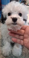 Scooter, a male Poodle - Toy  for sale in Haleyville, AL – 5 of 6