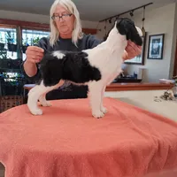 Diana, a female English Springer Spaniel for sale in New Virginia, IA – Photo 4 of 4