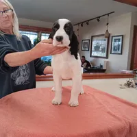 Diana, a female English Springer Spaniel for sale in New Virginia, IA – Photo 1 of 4