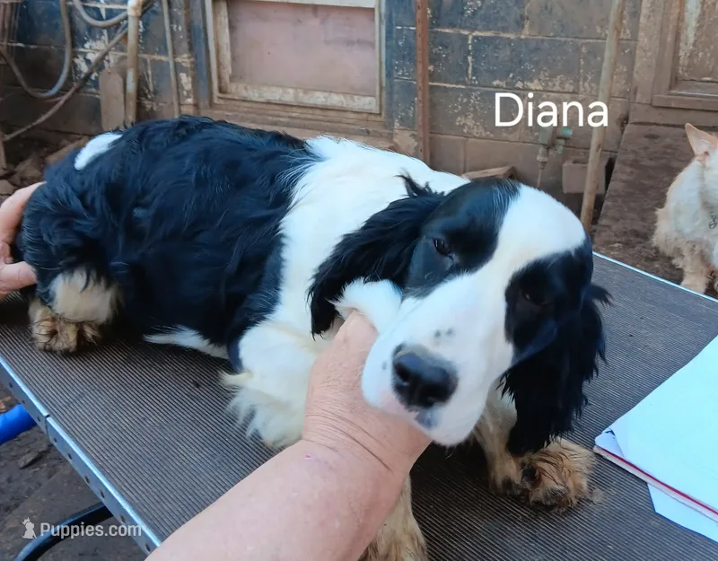 Diana