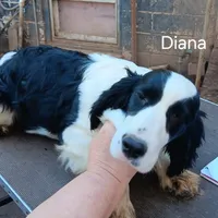 Diana, a female English Springer Spaniel for sale in New Virginia, IA – Photo 2 of 4