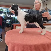 Diana, a female English Springer Spaniel for sale in New Virginia, IA – Photo 3 of 4