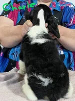 Hugo, a male English Springer Spaniel for sale in New Virginia, IA – Photo 2 of 4