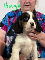 Hugo, a male English Springer Spaniel for sale in New Virginia, IA – Photo 1 of 4