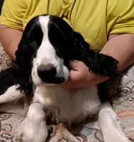 Mustache, a male English Springer Spaniel for sale in New Virginia, IA – Photo 1 of 5