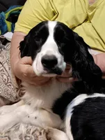 Mustache, a male English Springer Spaniel for sale in New Virginia, IA – Photo 5 of 5