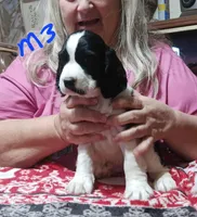 Mustache, a male English Springer Spaniel for sale in New Virginia, IA – Photo 2 of 5