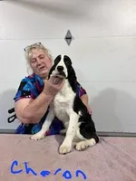 Mustache, a male English Springer Spaniel for sale in New Virginia, IA – Photo 3 of 5