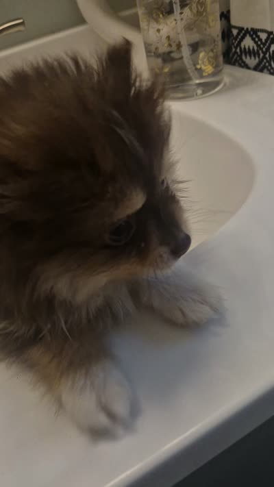 Esther, a female Pomeranian for sale in Cheyenne, WY – 3 of 3