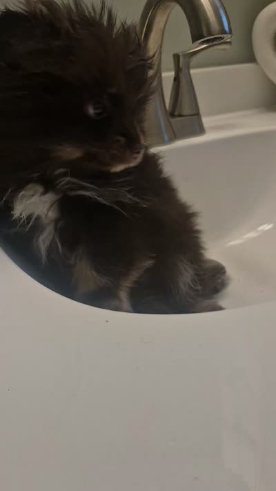 Jameson, a male Pomeranian for sale in Cheyenne, WY – 3 of 3