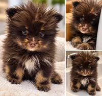 Jameson, a male Pomeranian for sale in Cheyenne, WY – 1 of 3