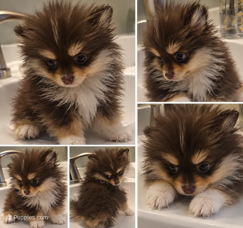 Esther, a female Pomeranian for sale in Cheyenne, WY – 1 of 3