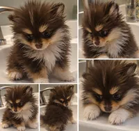 Esther, a female Pomeranian for sale in Cheyenne, WY – 1 of 3