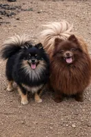 Esther, a female Pomeranian for sale in Cheyenne, WY – 2 of 3