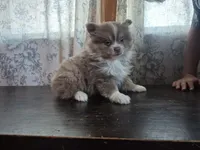 Grayson, a male Pomeranian for sale in Cheyenne, WY – Photo 3 of 3