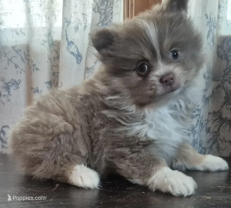 Grayson – Pomeranian puppy for sale in Cheyenne, WY