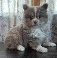 Grayson, a male Pomeranian for sale in Cheyenne, WY – Photo 2 of 3