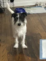 Oreo, a male Miniature Schnauzer for sale in Brooklyn, NY – 6 of 6
