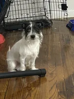 Oreo, a male Miniature Schnauzer for sale in Brooklyn, NY – 2 of 6