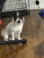 Oreo, a male Miniature Schnauzer for sale in Brooklyn, NY – 3 of 6