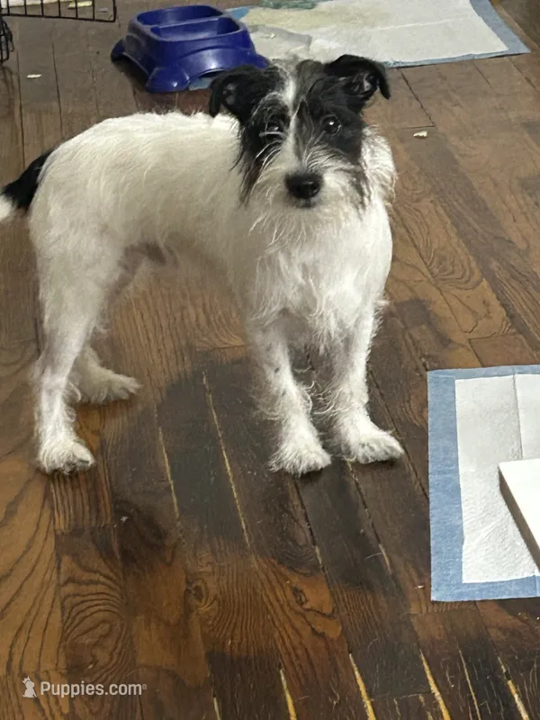 Oreo – Miniature Schnauzer puppy for sale in Brooklyn, NY