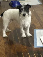 Oreo, a male Miniature Schnauzer for sale in Brooklyn, NY – 1 of 6