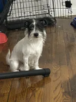Oreo, a male Miniature Schnauzer for sale in Brooklyn, NY – 4 of 6