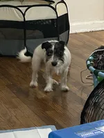 Oreo, a male Miniature Schnauzer for sale in Brooklyn, NY – 5 of 6