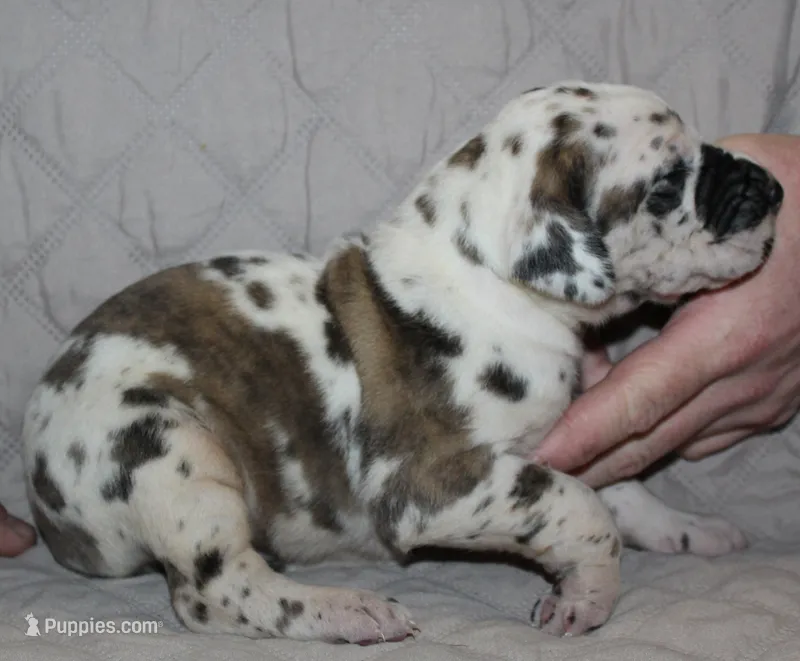 Siren – Great Dane puppy for sale in Accident, MD
