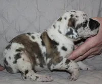 Siren, a male Great Dane for sale in Accident, MD – 1 of 3