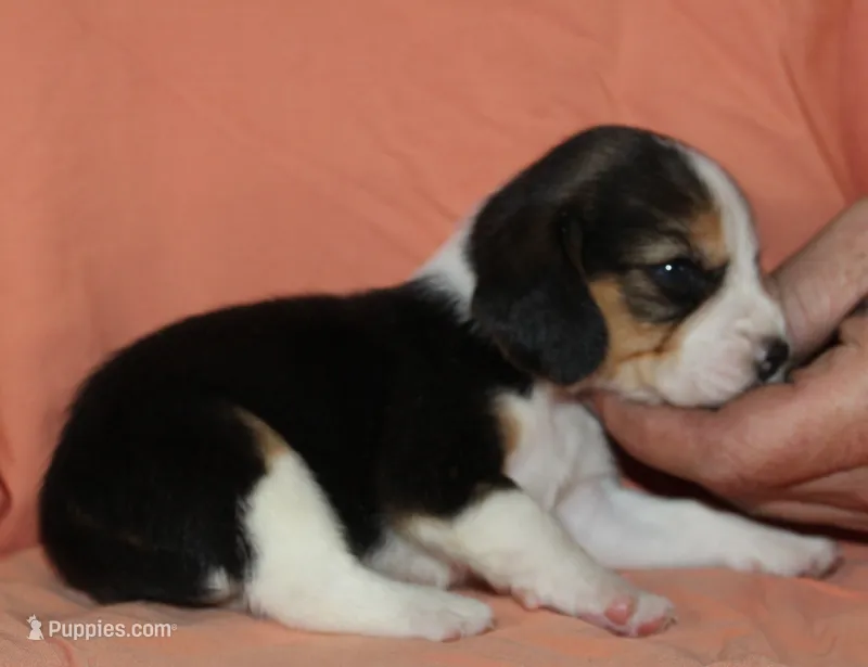 Gavin – Beagle puppy for sale in Accident, MD