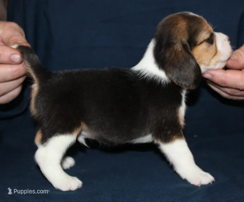 Gavin – Beagle puppy for sale in Accident, MD