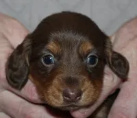 Mika, a female Miniature Dachshund for sale in Accident, MD – 2 of 3