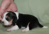 Gavin, a male Beagle for sale in Accident, MD – 3 of 3