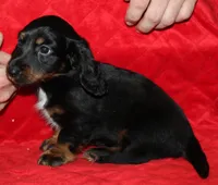 Dogo, a male Miniature Dachshund for sale in Accident, MD – 3 of 3