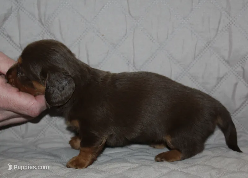 Mika – Miniature Dachshund puppy for sale in Accident, MD