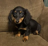 Moira, a female Miniature Dachshund for sale in Accident, MD – 2 of 3