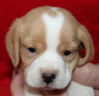 Emmitt, a male Beagle for sale in Accident, MD – 2 of 3