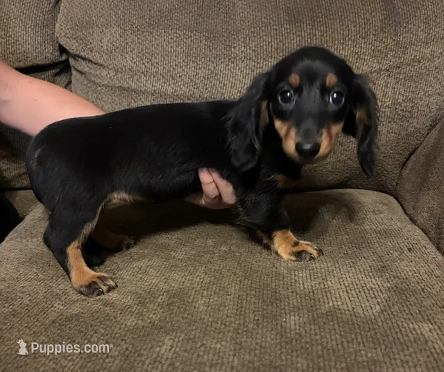 Moira – Miniature Dachshund puppy for sale in Accident, MD