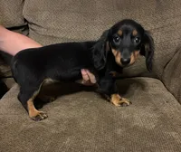 Moira, a female Miniature Dachshund for sale in Accident, MD – 1 of 3