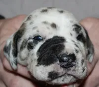 Siren, a male Great Dane for sale in Accident, MD – 2 of 3