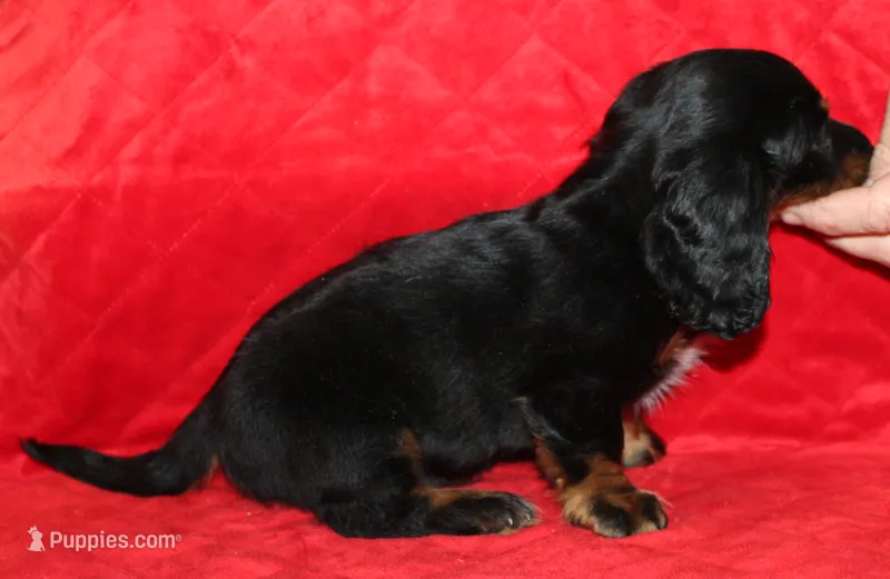 Dogo – Miniature Dachshund puppy for sale in Accident, MD