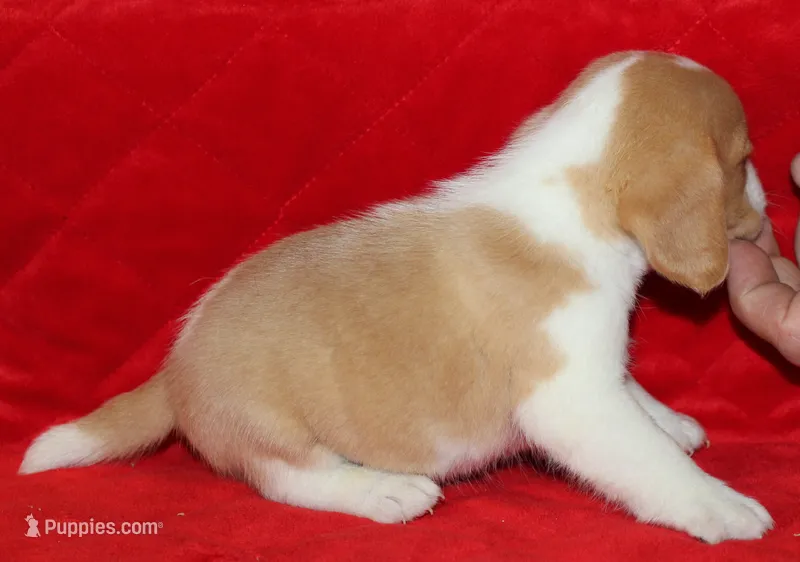 Emmitt – Beagle puppy for sale in Accident, MD