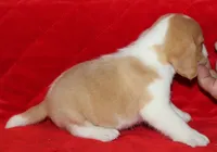 Emmitt, a male Beagle for sale in Accident, MD – 1 of 3
