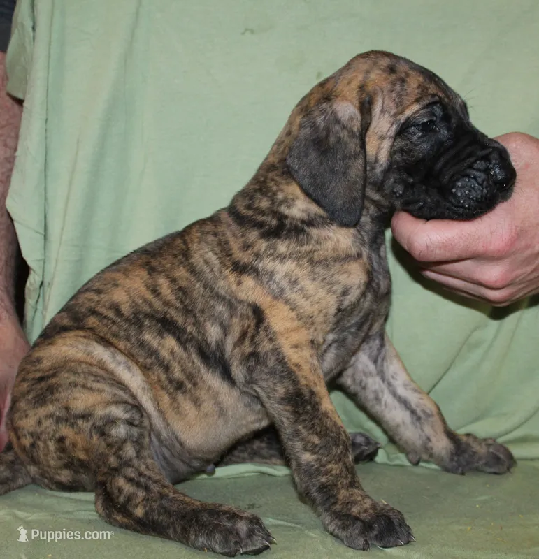 Sierra – Great Dane puppy for sale in Accident, MD