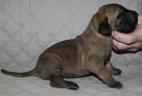 Sawyer, a male Great Dane for sale in Accident, MD – 1 of 3