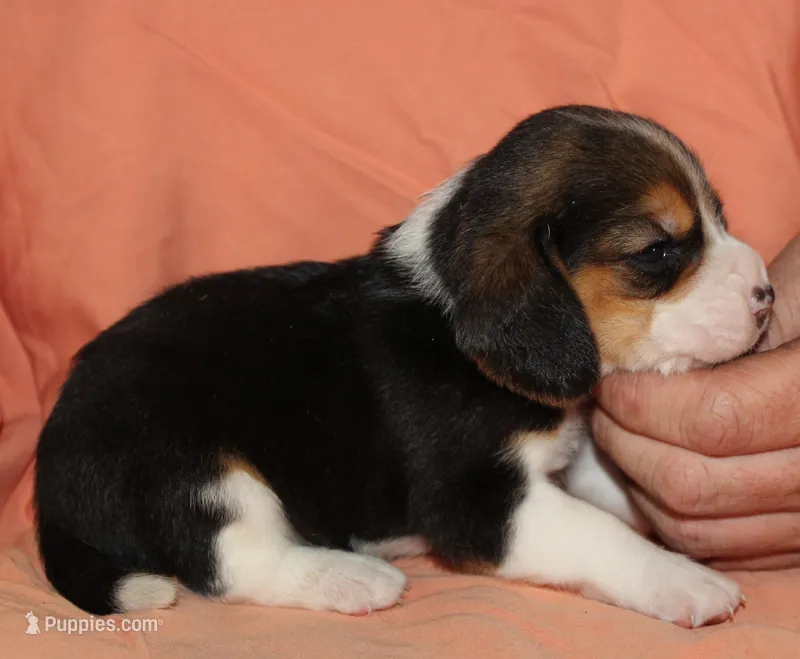 Gus – Beagle puppy for sale in Accident, MD